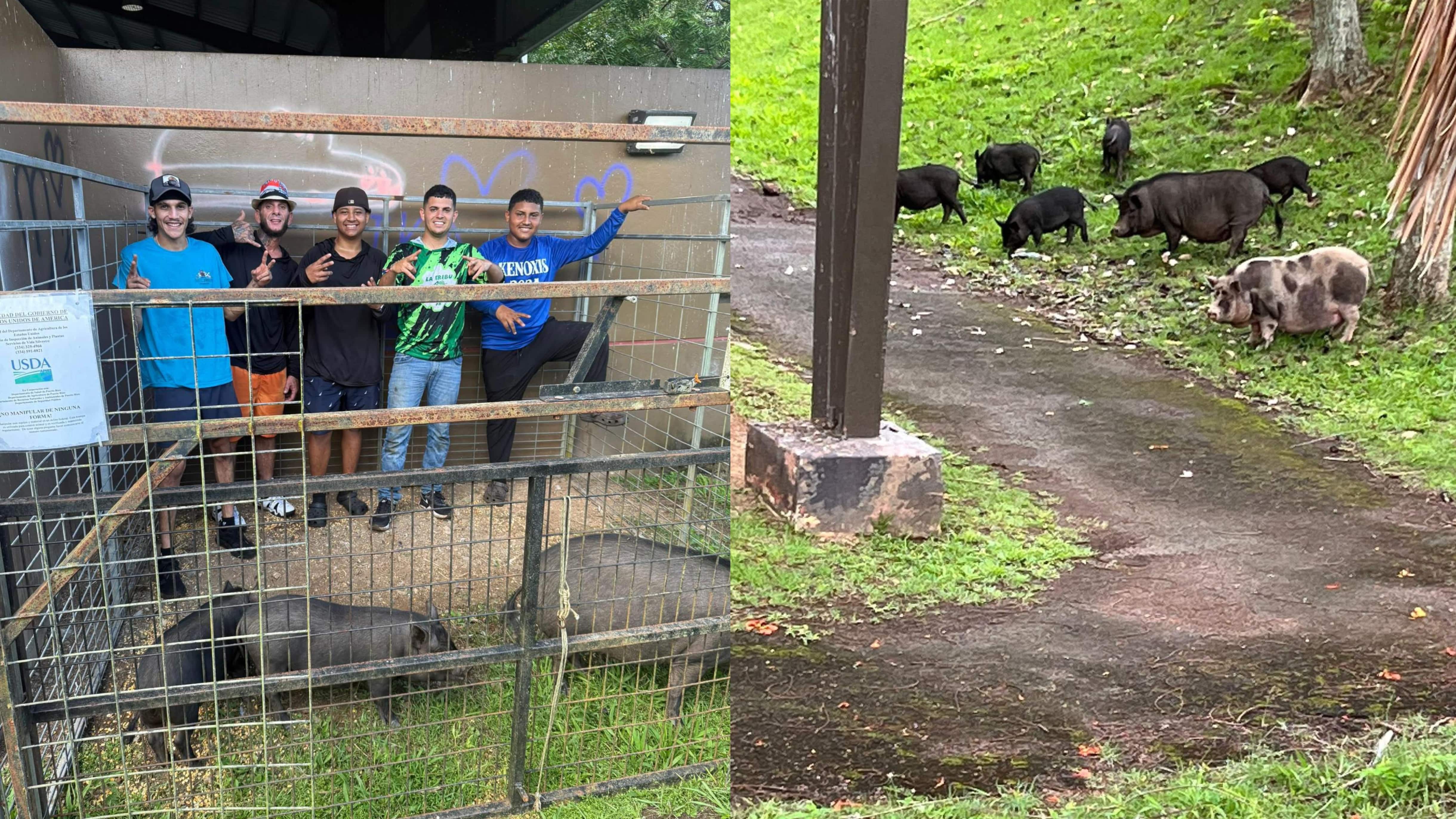 Gongo Fishing junto al equipo que lo ayudó a capturar tres cerdos salvajes en Trujillo Alto.