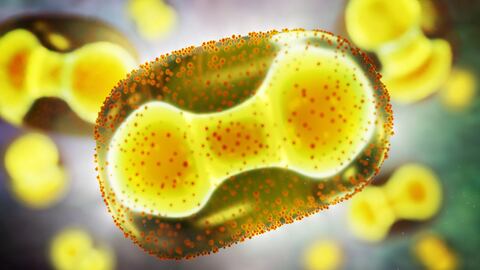 Virus de la viruela del mono.