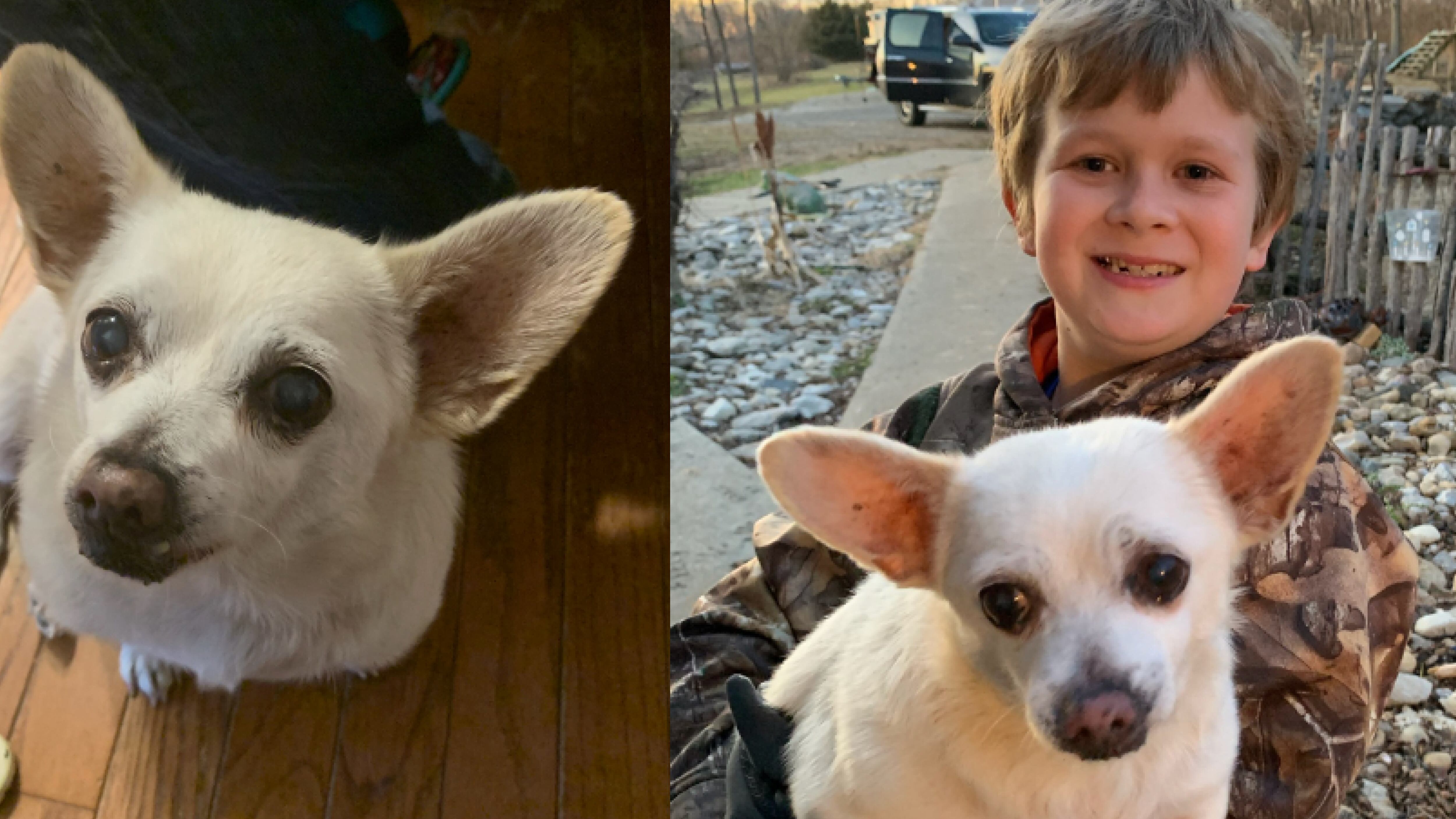 Este es el perro más grande del mundo según el Guinness World Records