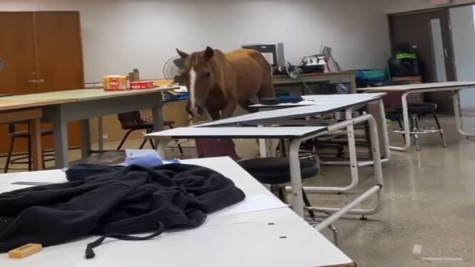 Un caballo entra a salón de clases en la UPR de Mayagüez