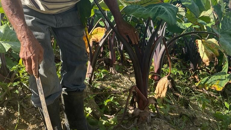 Camuy celebra primer Festival de la Yautía.
