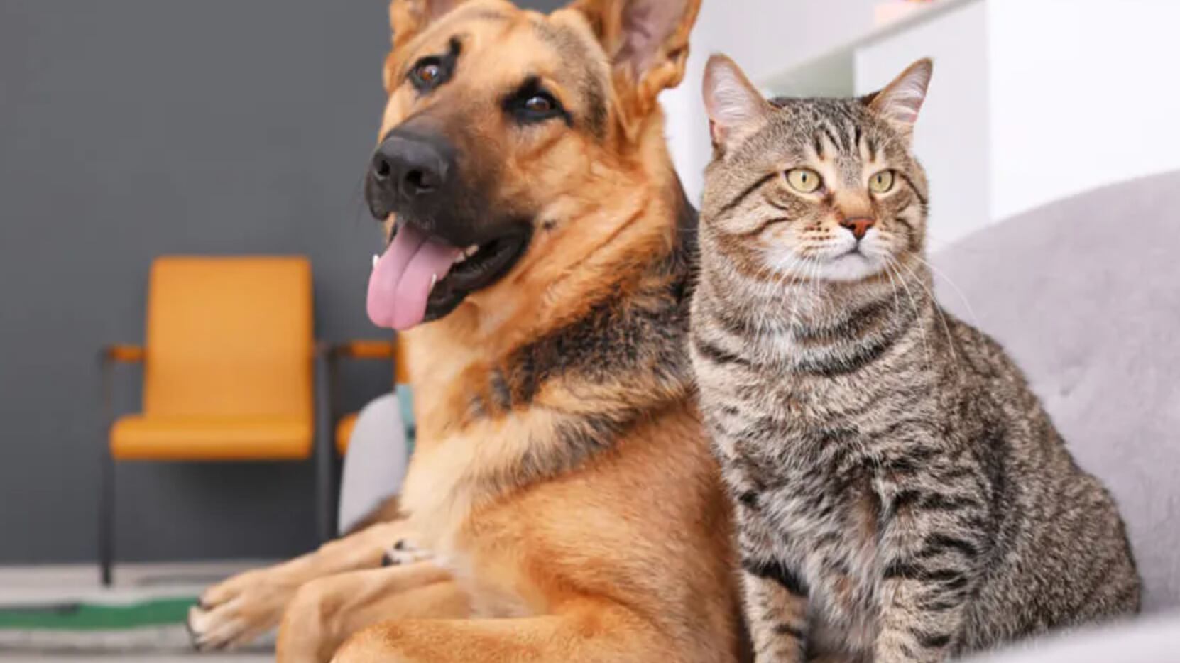 Perros y gatos, los eternos enemigos