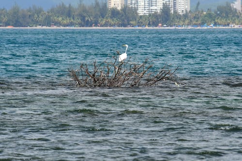 Se esperan vientos fuertes y oleaje picado para este domingo