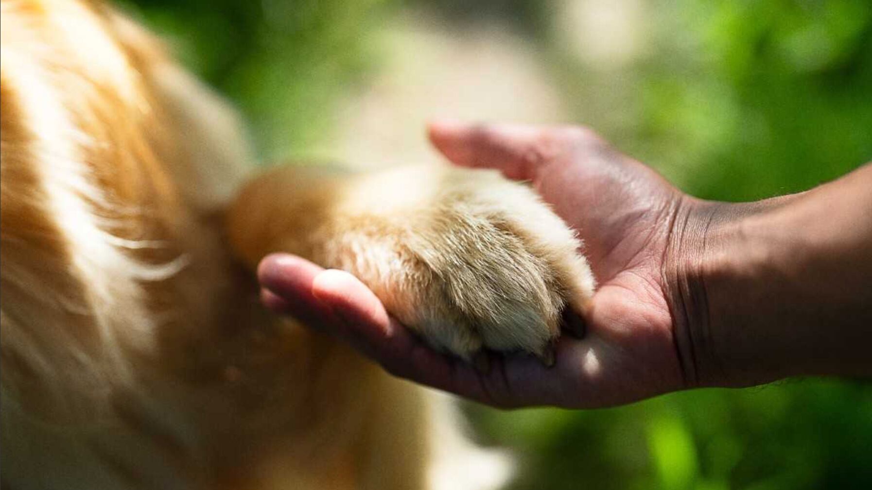 mascota es el mejor amigo