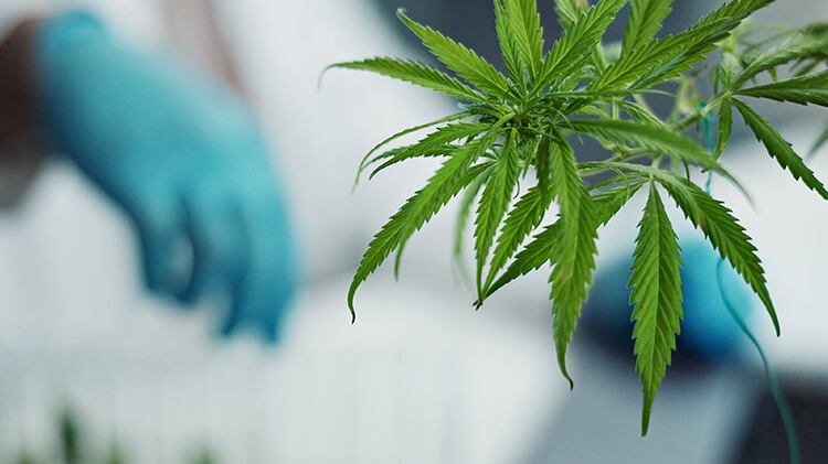 Lo que esta droga puede hacerle a tu cerebro si la consumes frecuentemente