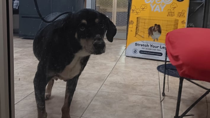 Humane Society de Puerto Rico