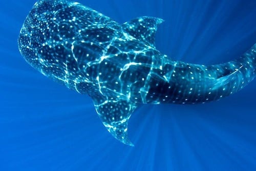 VIDEO: Tiburón ballena sorprende a turistas en Aguadilla durante recorrido en “jet skis”