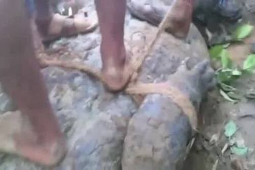 Encuentran a cocodrilo de más de cinco metros de largo en un cultivo de té