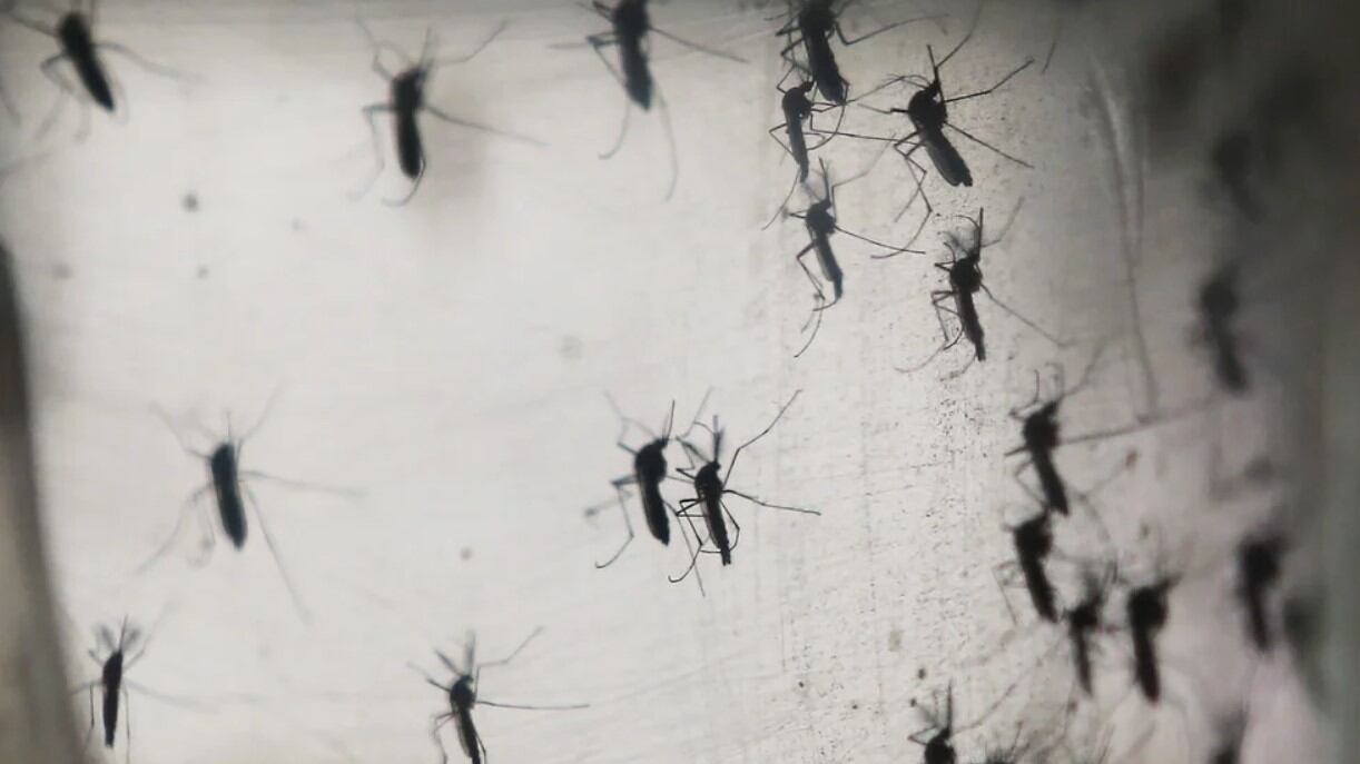 Mosquitos