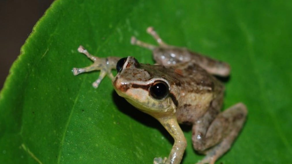 Coquí captado en una finca de Adjuntas.