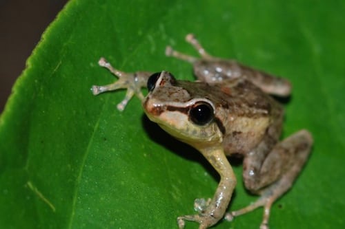 UPR de Ponce lidera colaboración científica con el gobierno de Hawái para manejo responsable del coquí en Oʻahu