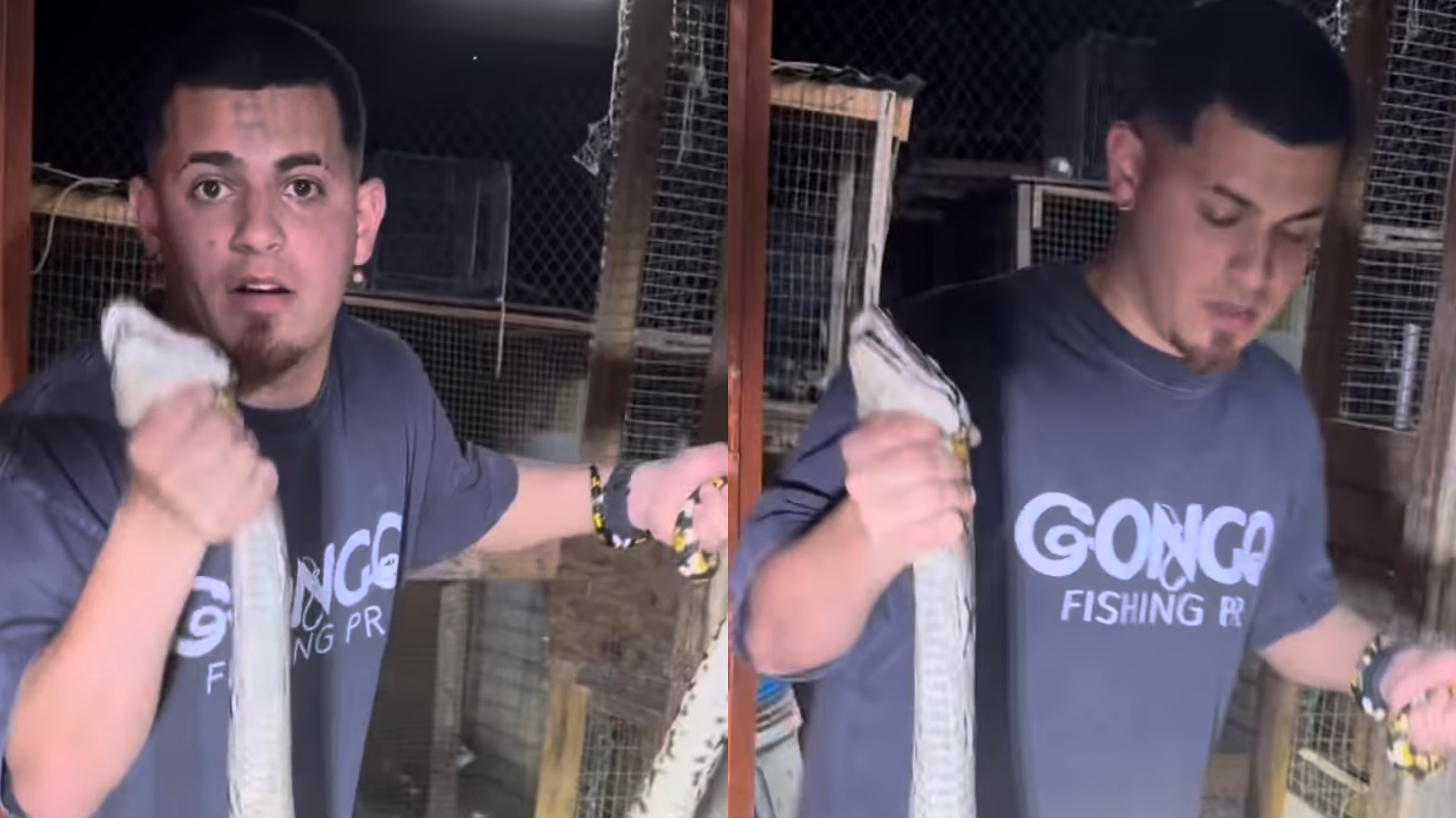 'Gongo' muestra enorme serpiente atrapada en Puerto Nuevo.