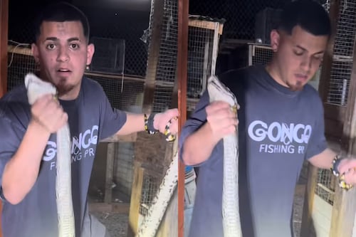 “Llegaron a la metro”: ‘Gongo’ captura enorme y “saludable” serpiente en Puerto Nuevo