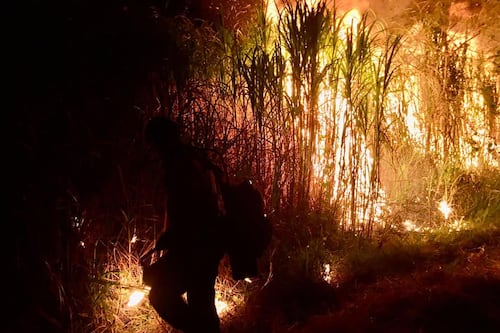 Lluvias ligeras logran apagar parte de los incendios forestales en Bolivia 