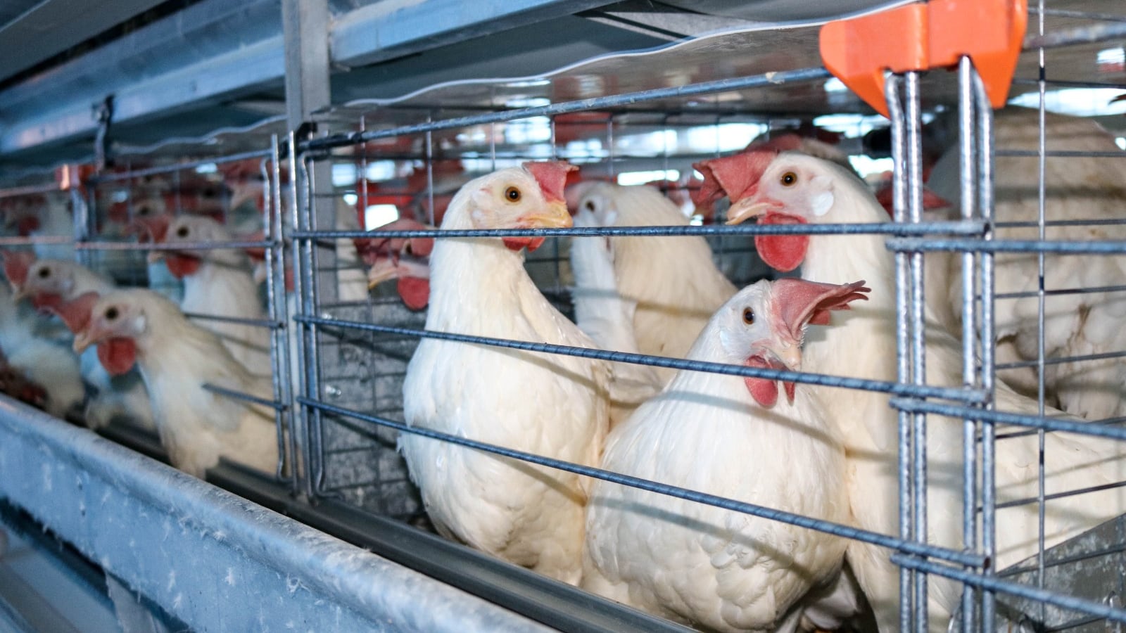 “Es urgente frenar la ganadería industrial para detener la gripe aviar”, según ONG internacional.