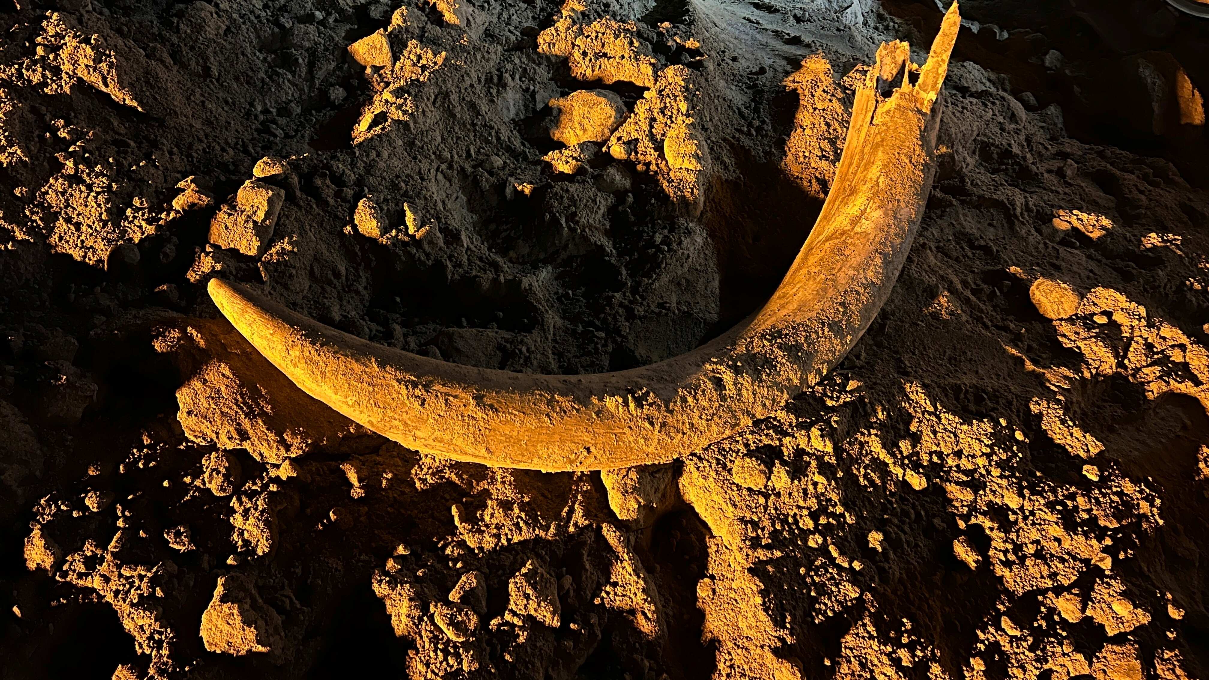 En esta imagen proporcionada por Coleman Fredricks, un colmillo de mamut descubierto por mineros de carbón en mayo de 2023 en la mina Freedom cerca de Beulah, Dakota del Norte. (Coleman Fredricks via AP)