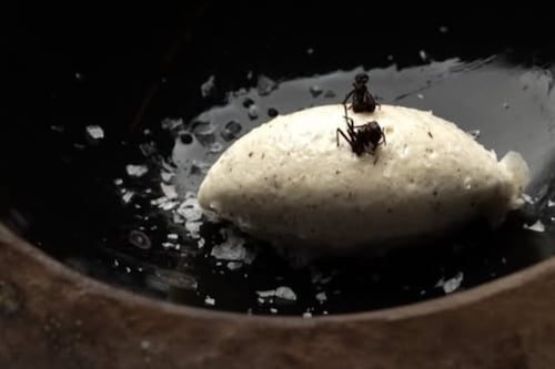 Elcielo aterriza en Nueva York y eleva la cocina colombiana a una experiencia multisensorial