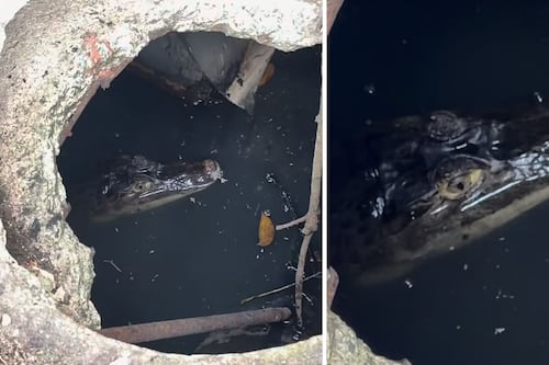 Avistan caimán en alcantarilla de escuela en Vega Baja