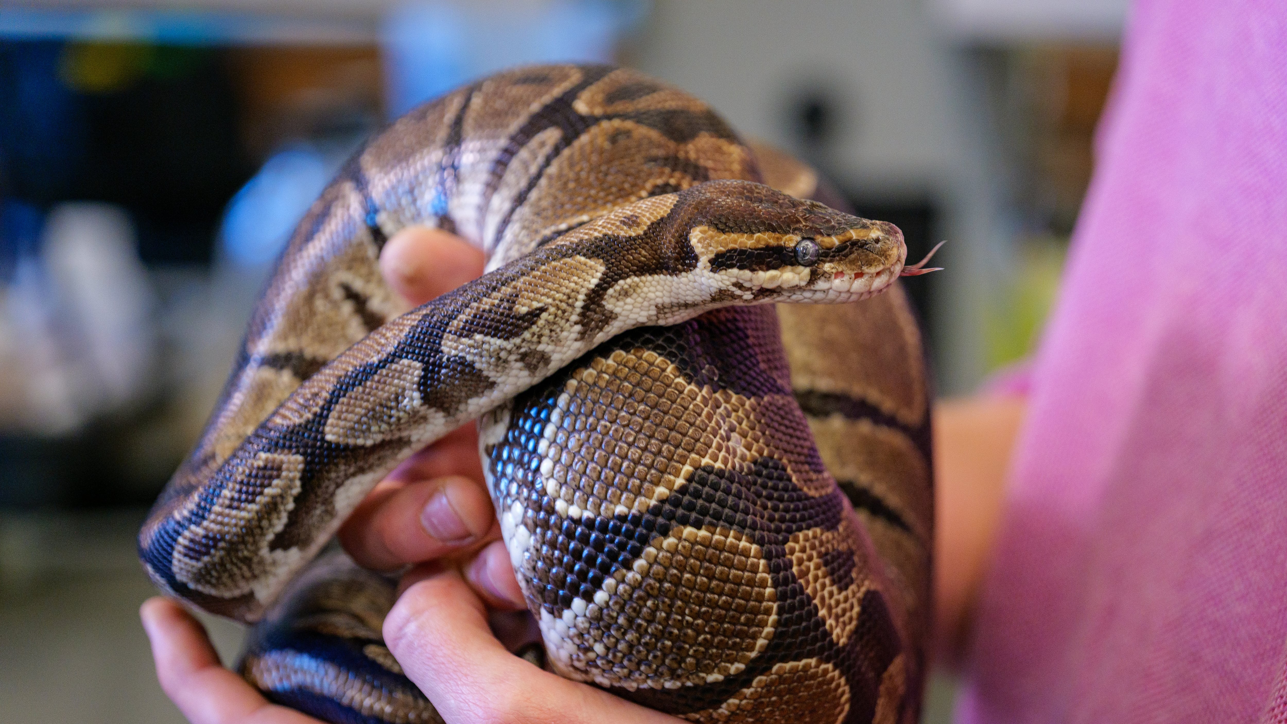 En la imagen, una de las serpientes usadas en el experimento.