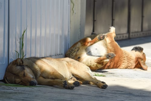 Buscan atemperar la Ley de Bienestar Animal a nuevas realidades sociales