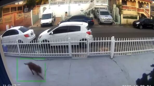 Cámaras de seguridad captan momento del temblor en Guayanilla