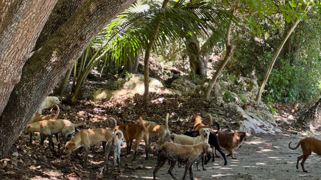 Perros abandonados en Guajataca