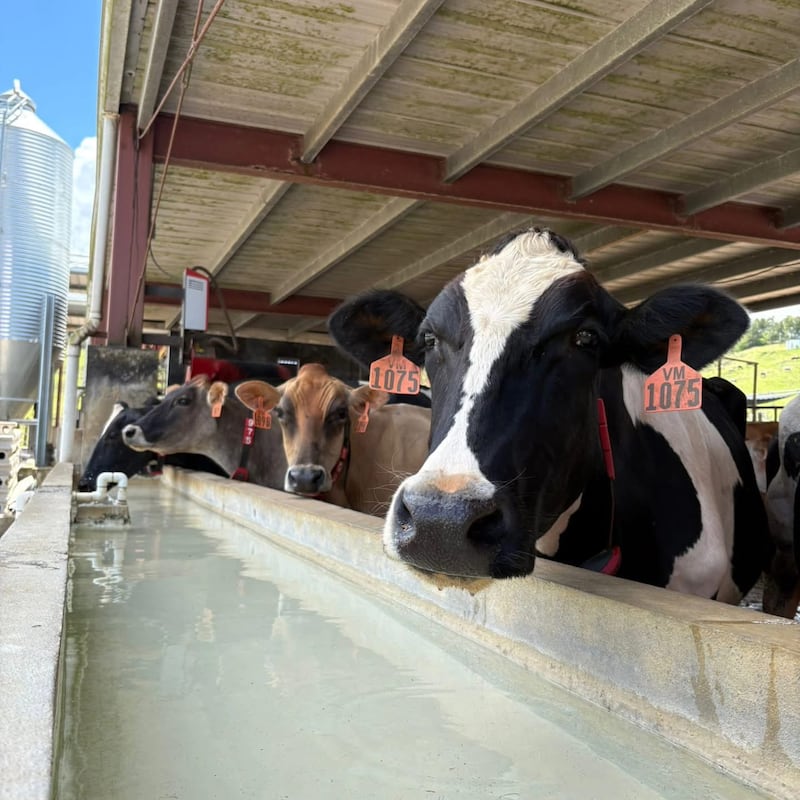 Martínez Dairy en Vega Baja