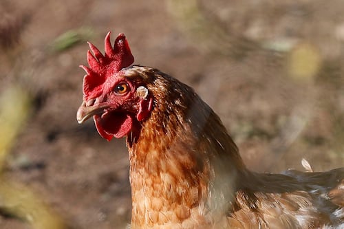 Estados Unidos confirma la primera muerte humana por la cepa H5N5 de gripe aviar