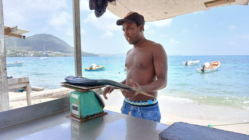 El pescador de Sainte-Luce Steve Senzemba pesa un pez dorado junto al mar en Martinica.
Foto por Jean-Michel Hauteville | Centro de Periodismo Investigativo