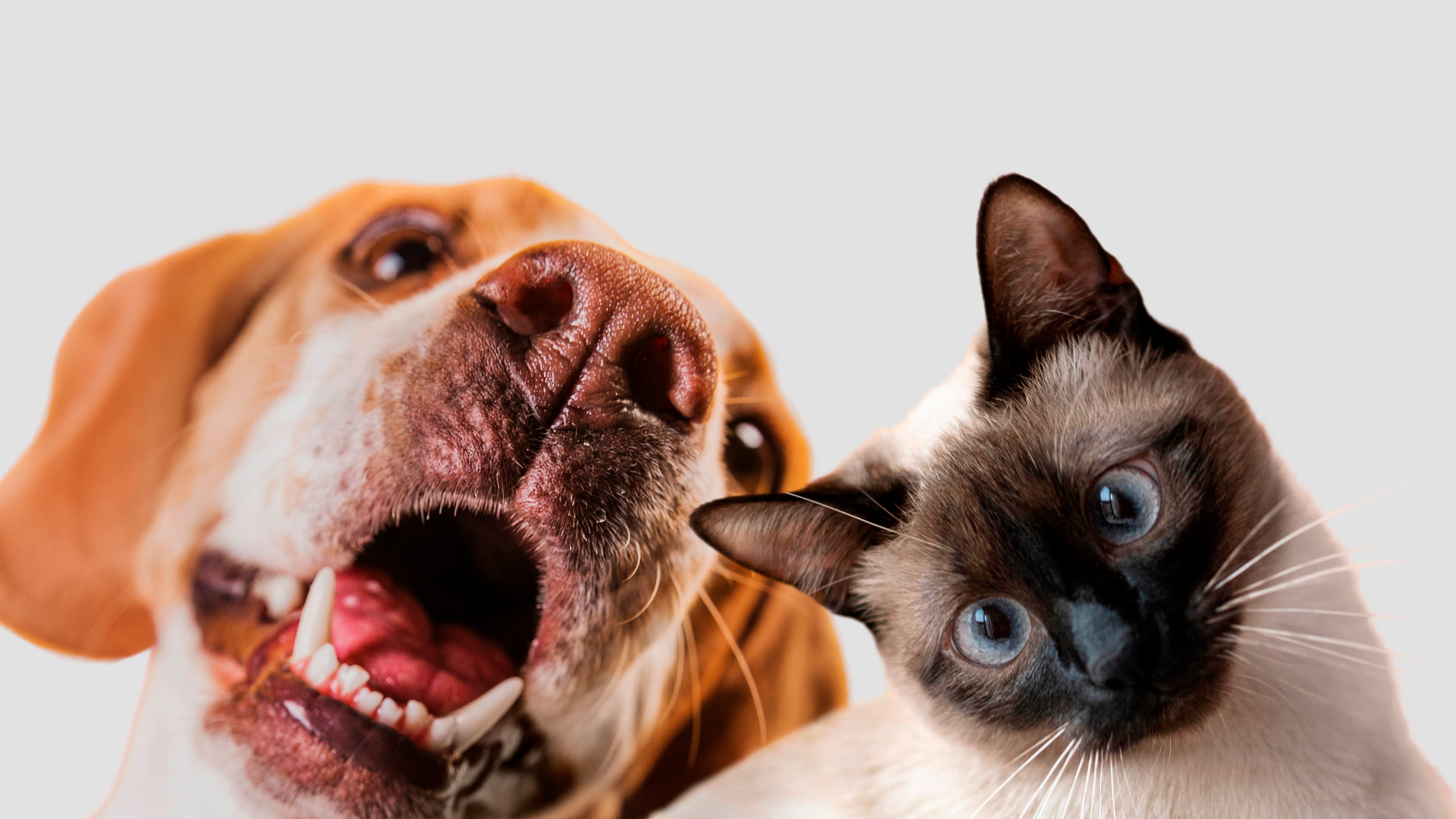 FREEPIK/ CUTE PET COLLAGE ISOLATED