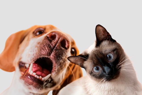 Buscan crear fin de semana sin IVU en artículos para mascotas