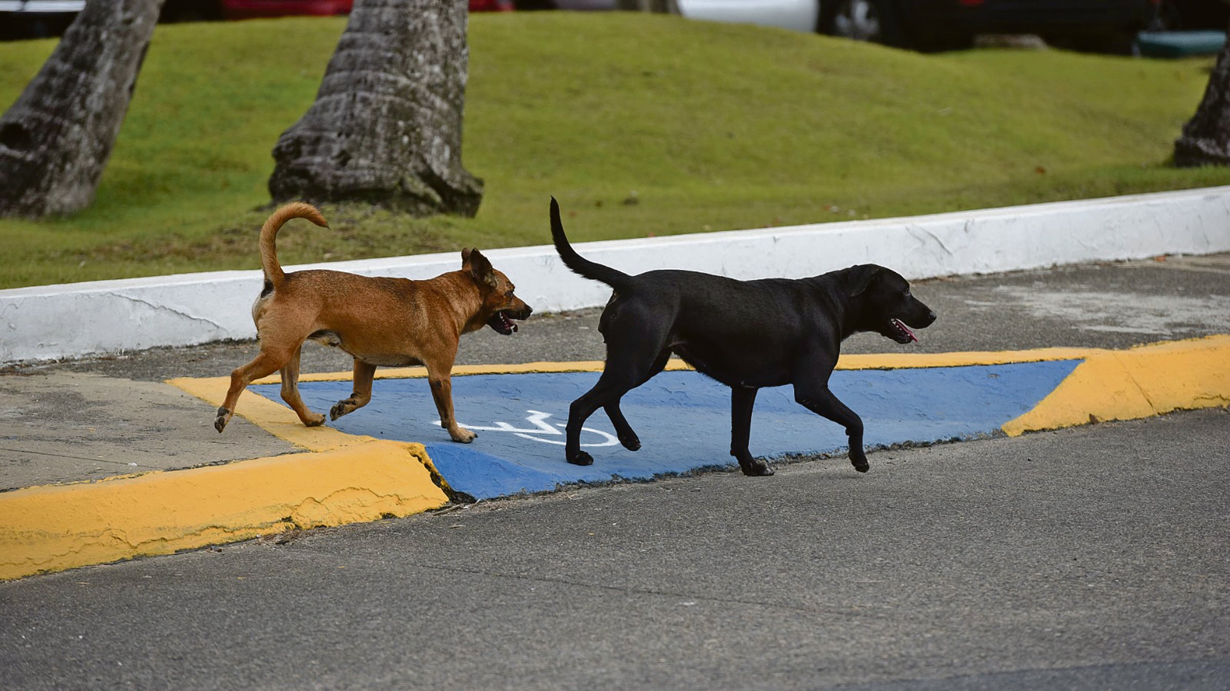 Un perro negro y uno marrón caminan en la calle.