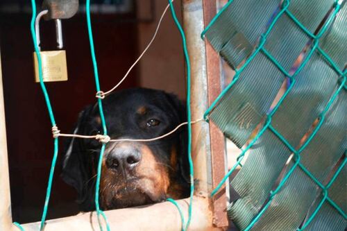 Por maltratar con una pulidora y asesinar con un tubo a un perro, dos hombres fueron judicializados
