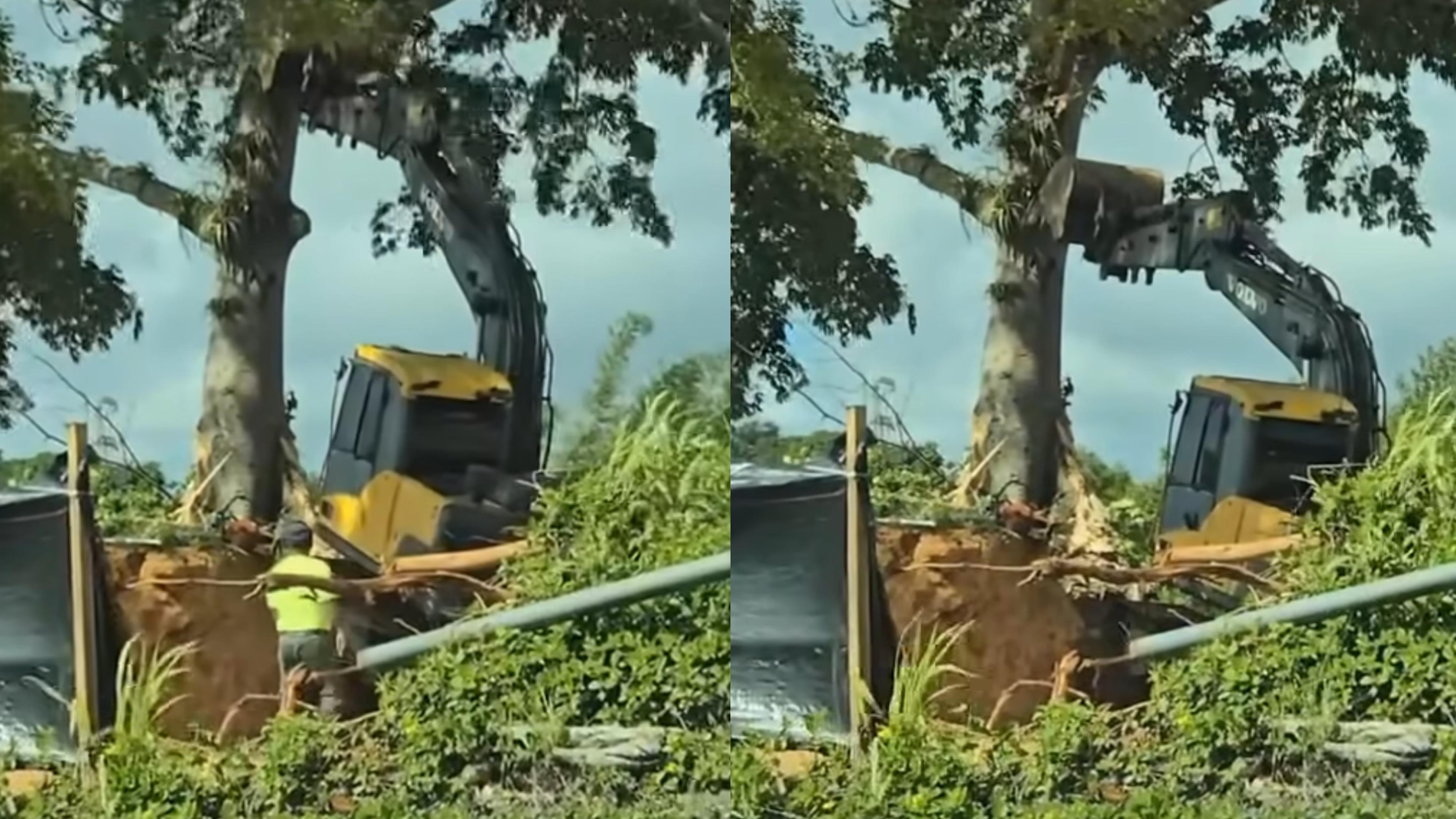 Ciudadanos denunciaron el derribo de un árbol de Ceiba en Aguas Buenas.