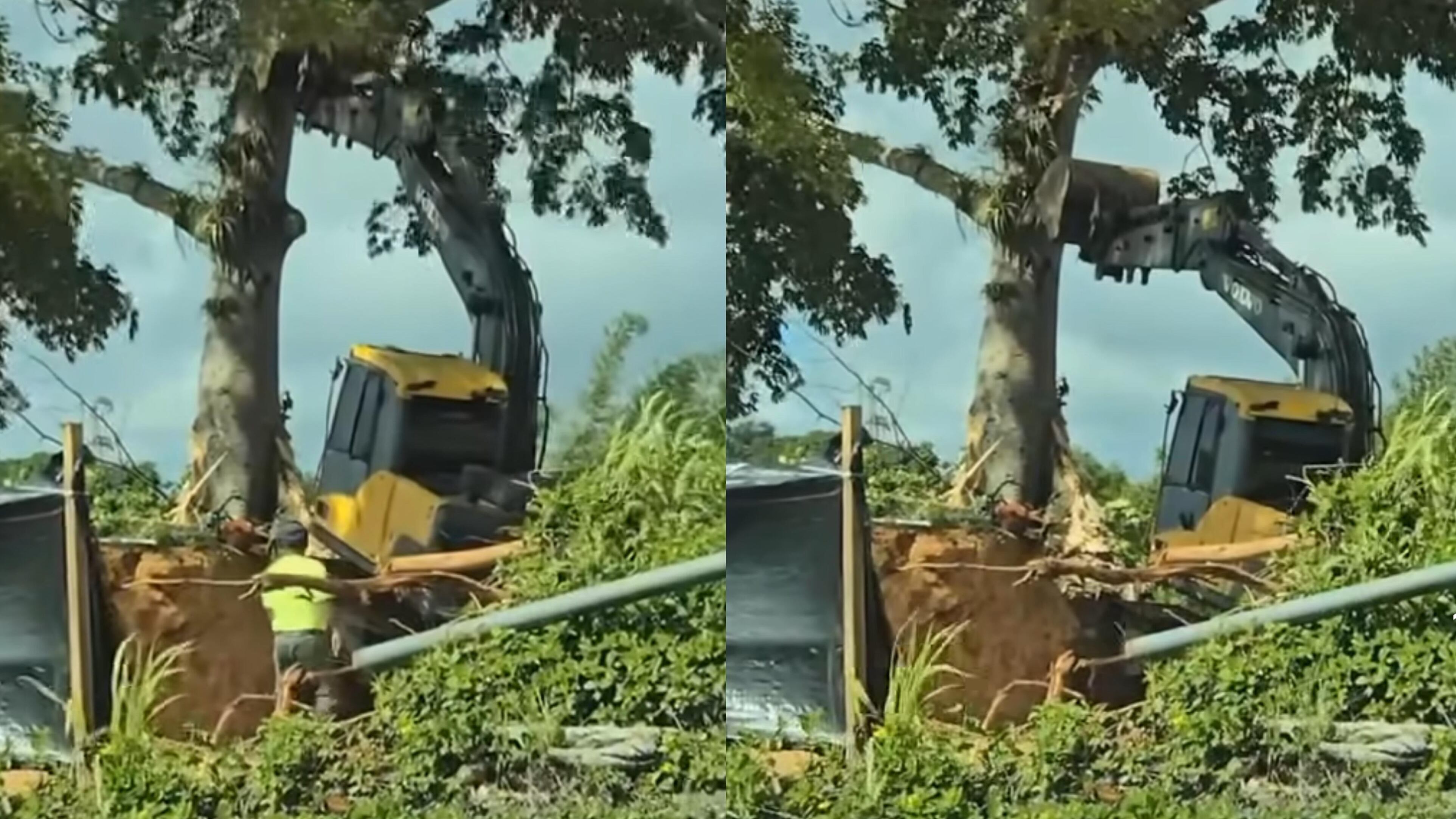Ciudadanos denunciaron el derribo de un árbol de Ceiba en Aguas Buenas.