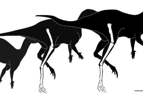 Descubren el dinosaurio ornitópodo más pequeño del mundo