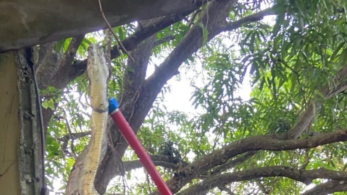 Capturan enorme culebra en San Sebastián