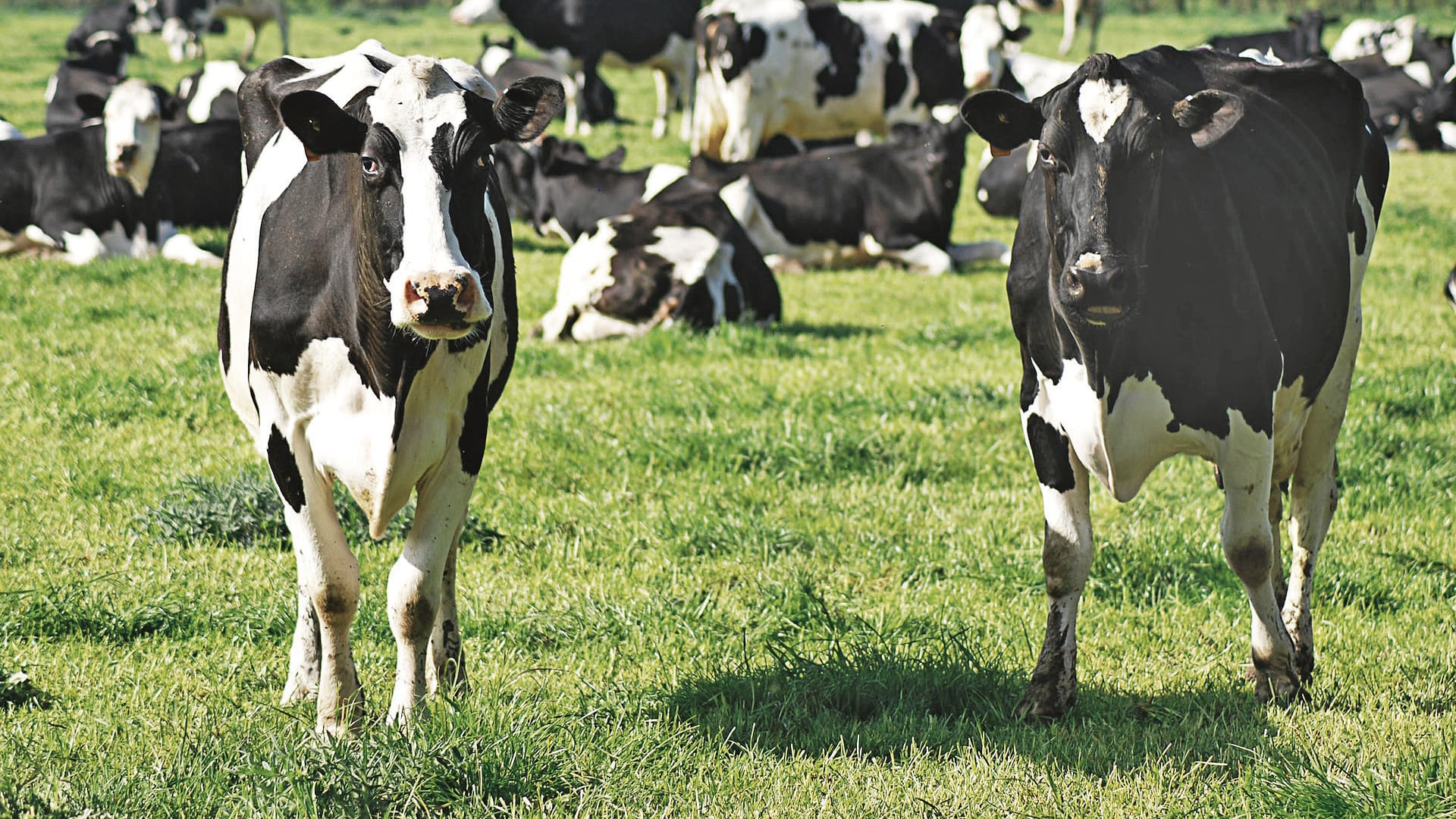 Vacas