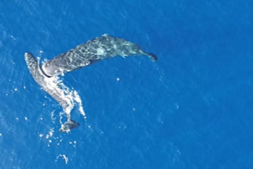 Mito se hace realidad: Graban por primera vez a cachalotes dándose cabezazos entre sí