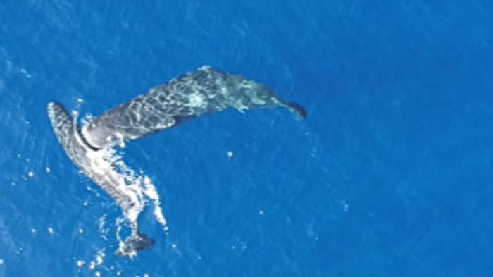 Imagen de la conducta de los cachalotes grabada por un dron. Crédito: Association Tursiops