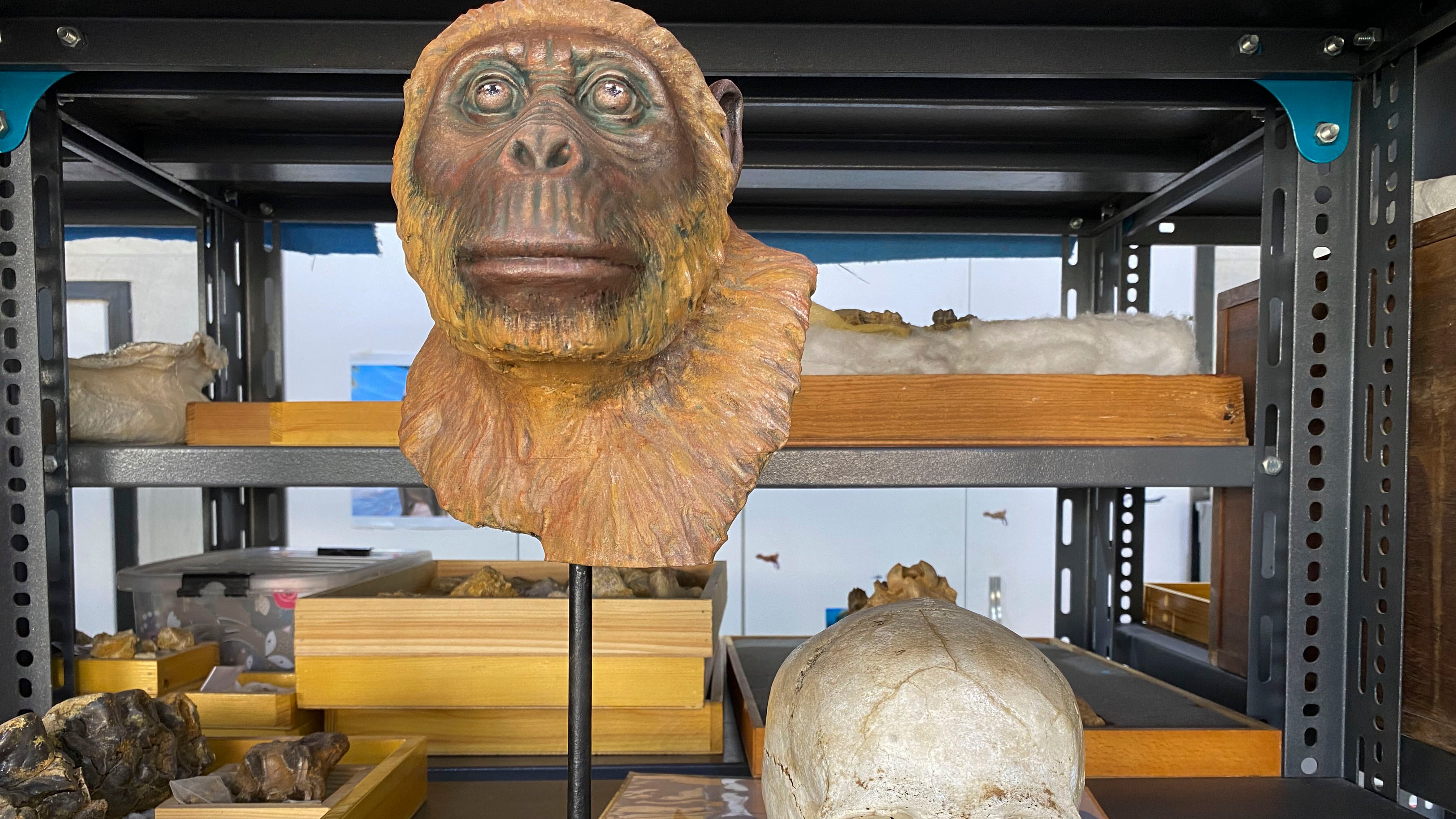 Réplica del rostro del 'Masripithecus moghraensis' en la Universidad de Mansura en Egipto.