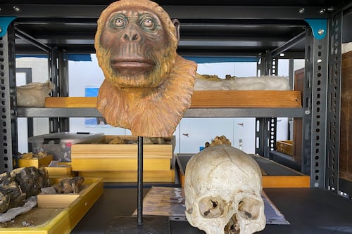 Buscan en el desierto más claves del “abuelo” de los simios actuales