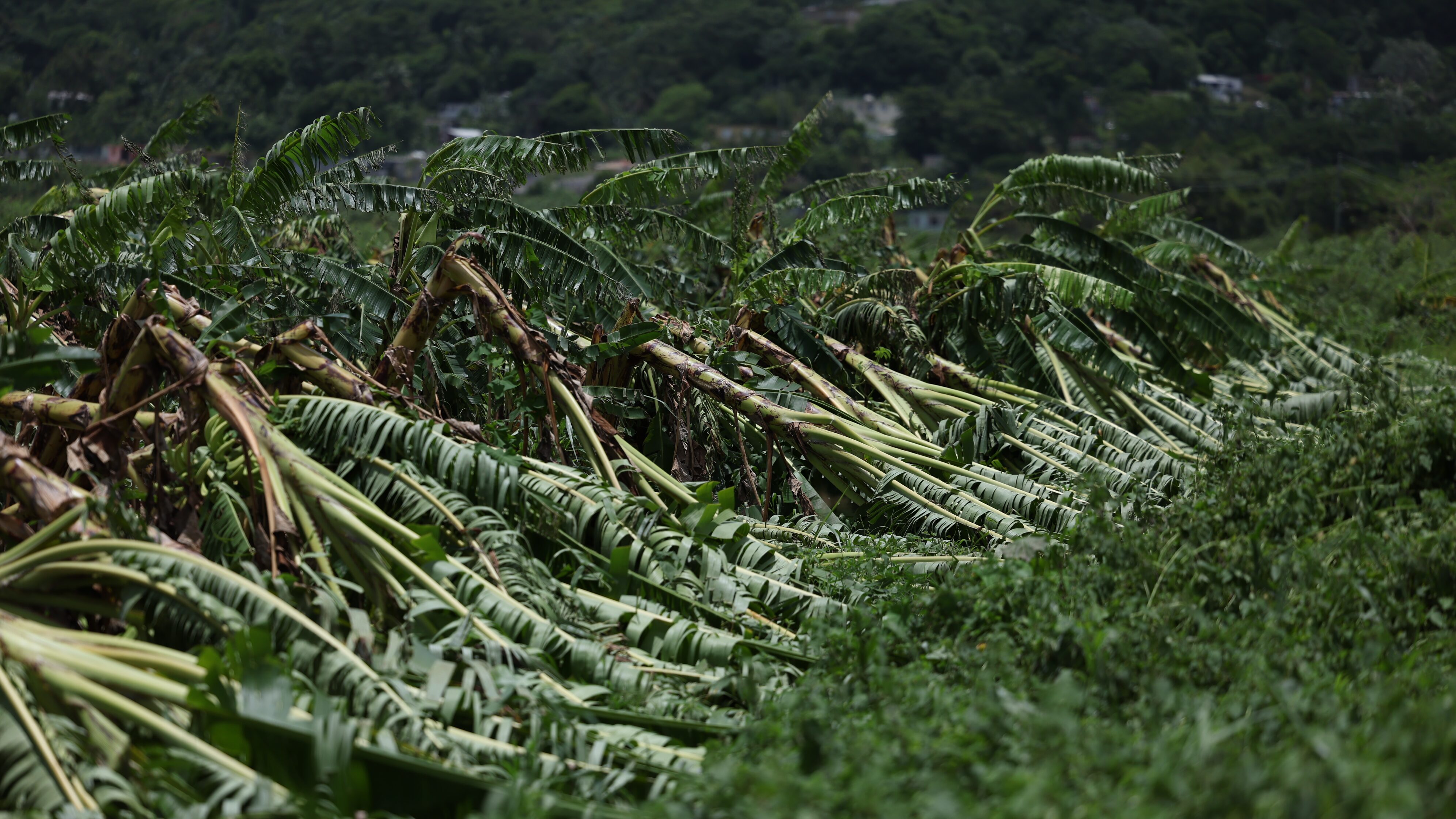 La tormenta Ernesto provocó que se perdieran muchas matas de plátano.