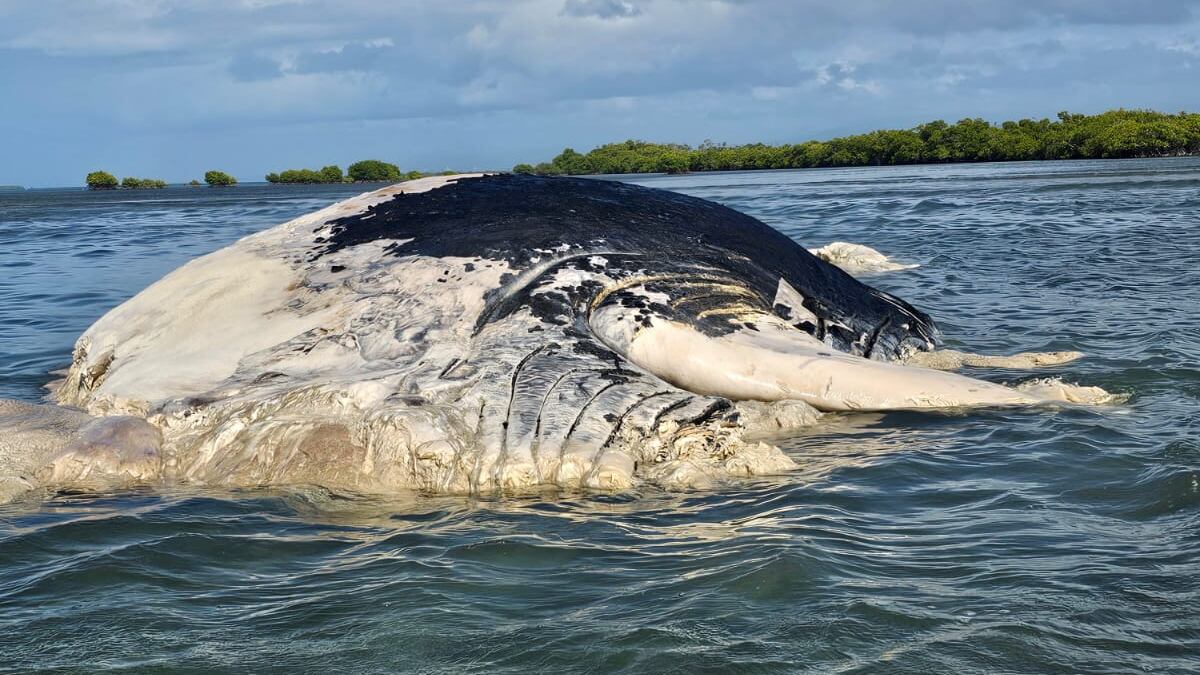 hallazgo de ballena jorobada muerta en Cayo Caribe