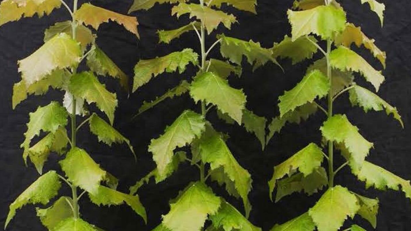 Madera modificada genéticamente