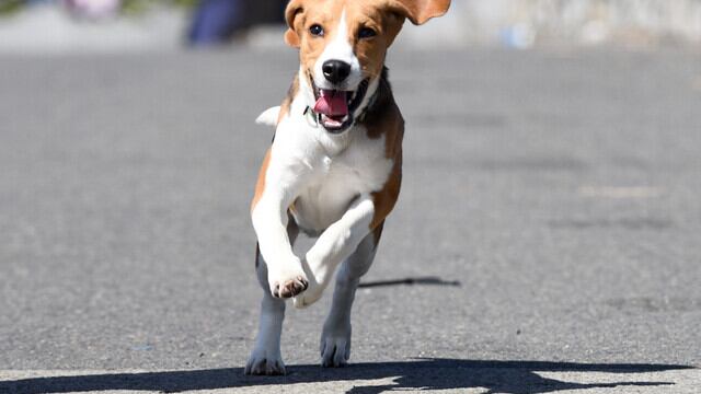 Perro raza Beagle paseado por su dueño en el marco de la robos frecuentes de perros, Concepción, Región del Biobío.