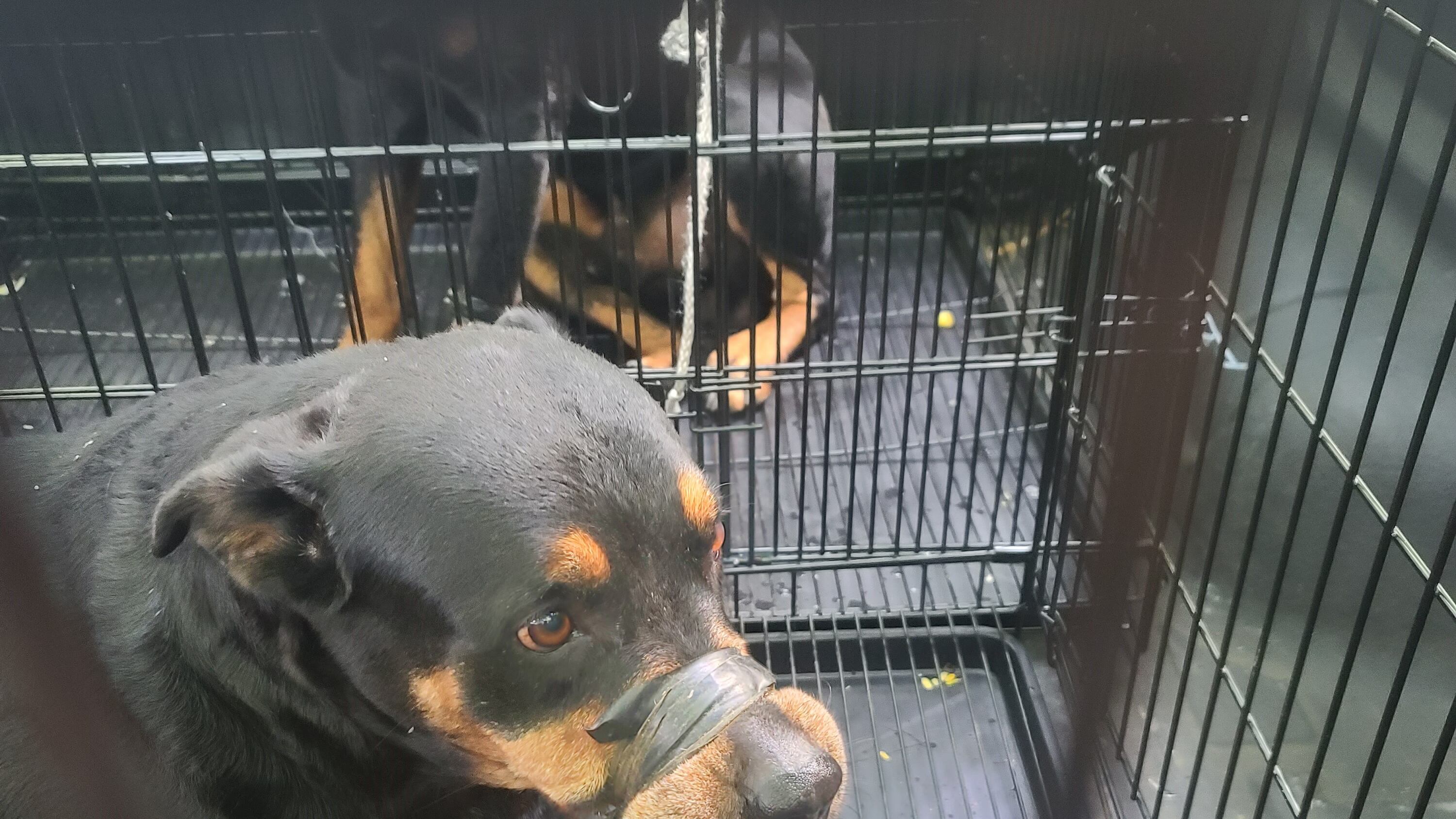 Policía investiga caso de maltrato animal en Canóvanas