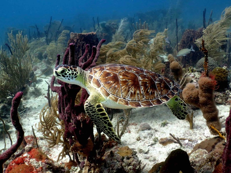 Los sonidos del arrecife de coral
Un arrecife saludable que científicos del Instituto Oceanográfico Woods Hole (WHOI) grabaron en la Bahía de Tektite, en la costa sur de St. John, en las Islas Vírgenes de Estados Unidos.
Foto por Julie Piron | Slow Dive Casa Chihuahua