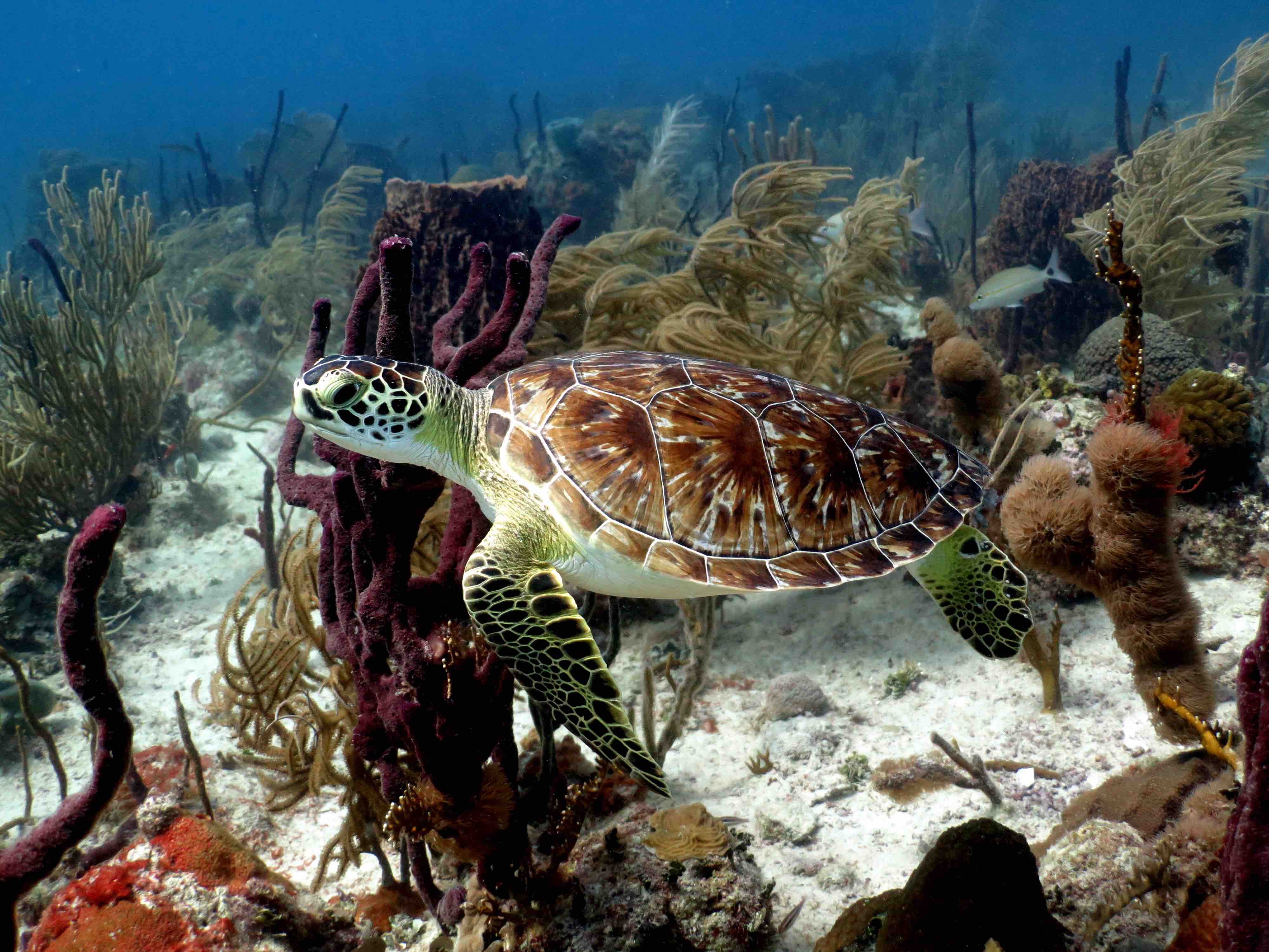 Un arrecife saludable que científicos del Instituto Oceanográfico Woods Hole (WHOI) grabaron en la Bahía de Tektite, en la costa sur de St. John, en las Islas Vírgenes de Estados Unidos.
Foto por Julie Piron | Slow Dive Casa Chihuahua