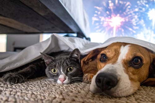 Consejos veterinarios para proteger a las mascotas en despedida de año